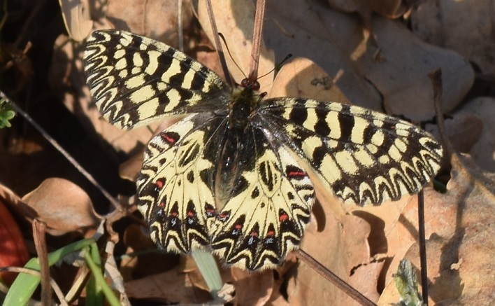 Zerynthia polyxena